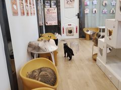 -有喵·猫咖·狗咖·30几只猫10只小狗(岗厦店)