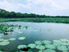 -荷塘月色湿地公园·向阳花洲