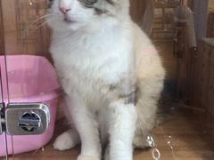 -70cat德文卷毛猫·缅因猫纯种猫舍