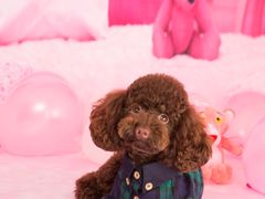 -超宠爱宠物摄影-Super pet