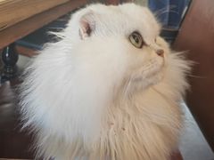 -猫小院猫主题餐厅(南锣旗舰店)