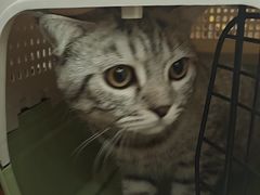 -瑞鹏宠物医院·夜间急症·心超·猫科(祖庙分店)