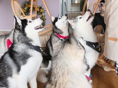 -Husky Go! 哈士奇体验馆·宠物咖啡厅狗咖