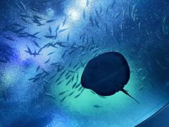 -珠海长隆海洋王国