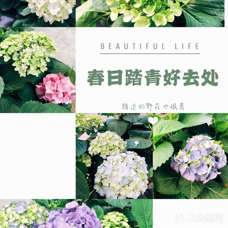 春日踏青好去处•路边的野花也很美