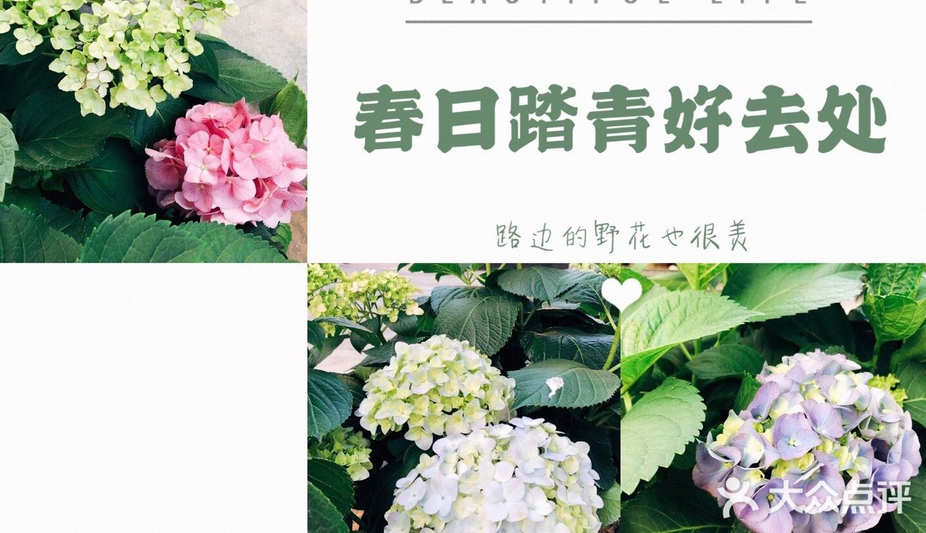 春日踏青好去处•路边的野花也很美