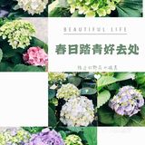 春日踏青好去处•路边的野花也很美