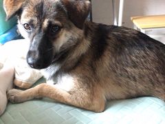 -康乐宝动物医院