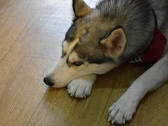 -Husky Go! 哈士奇体验馆·宠物咖啡厅狗咖