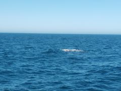 -Pedro's House of Lamb(基督城)