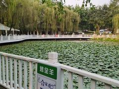 -巴山一绝烤全羊(三圣乡刘家花园店)
