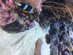 -新加坡海洋生态馆