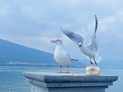 -海埂大坝
