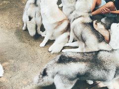 -TrueLove @ Neverland (Husky Cafe)