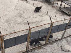 -青藏高原野生动物园