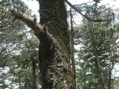-牛背梁国家森林公园