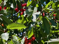 -昌平兴寿秀秀草莓采摘园