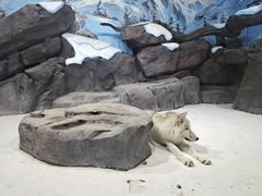 -海合安青岛极地海洋公园