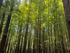 -日照海滨国家森林公园