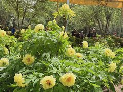 -洛阳市隋唐城遗址植物园