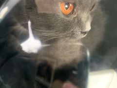 -凯瑞希宠物医院·狂犬免疫·微创·皮肤科