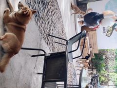 -柴犬高等学院·狗咖·柴犬售卖·宠物训练