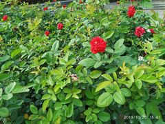 -人民公园(罗湖区)