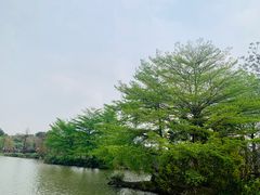 -海珠湖公园
