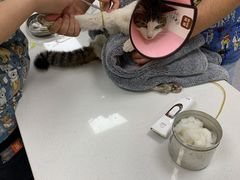 -康成宠物医院24H·CT·核磁共振