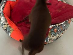 -北京恒爱动物医院(清景园分院)