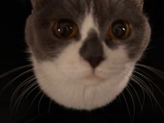 -博特宠物医院24h犬猫全科.骨科·异宠