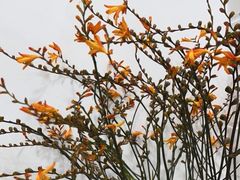 -Flower in(密渡桥店)