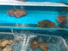 -港畔赶海蒸汽海鲜烧烤自助(仙螺岛店)
