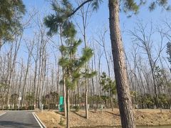 -合肥滨湖国家森林公园