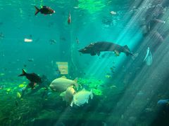 -帝企鹅自助餐厅•儿童岛•真企鹅(长隆企鹅酒店)