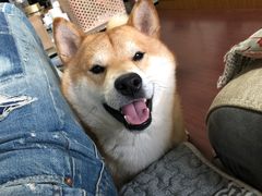 -宠福鑫康馨动物医院·骨科·眼科