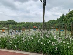 -上海长兴岛郊野公园