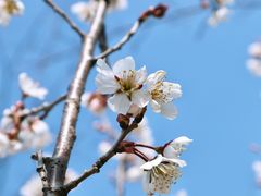 -锡师附小学(学前街校区)