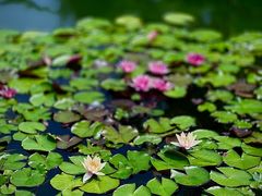 -国家植物园南园