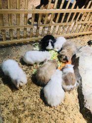 -酷嗒动物文化乐园(cutezoo西溪乐天城店)