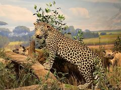 -陕西自然博物馆