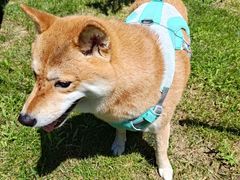 -爪吧宠物乐园 (温榆河示范区店)