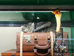 -猫咪博物馆(顶澳仔猫街店)