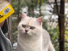 -喵屿·大理花园猫咖