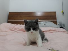 -糯米喵星人总部直营旗舰店·猫舍·幼猫出售