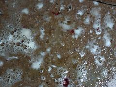 -桂林市花鸟市场