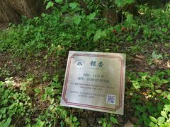 -西湖风景区十里琅珰-五云山
