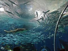 -海合安武汉极地海洋公园