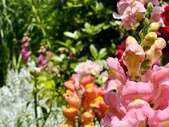 -上海共青森林公园