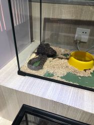 -Moni星球萌宠·小马宝莉·灵蛇·高端高阶全萌宠互动体验俱乐部(红豆国际广场店)